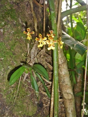 Grandiphyllum auricula