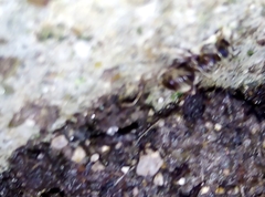 Lasius niger