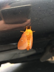 Anisota virginiensis