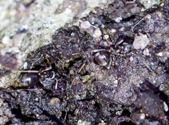 Lasius niger