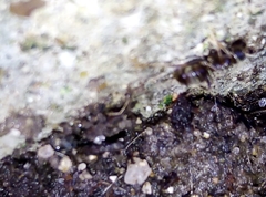 Lasius niger