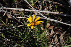 Gazania ciliaris