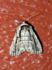Sympistis badistriga