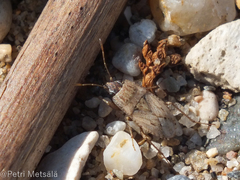 Gonianotus galactodermus