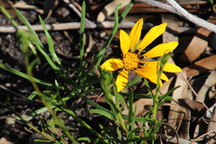 Gazania ciliaris
