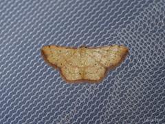 Idaea craspedota