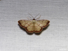 Idaea craspedota