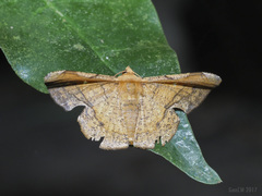 Fascellina