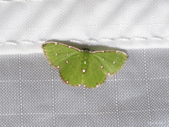 Argyrocosma inductaria