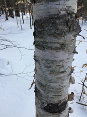 photo of paper birch tree trunk