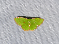 Argyrocosma inductaria