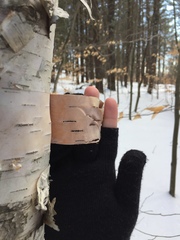 photo of a gloved hand holding paper birch bark away from the tree so the color underneath can be seen without breaking the bark