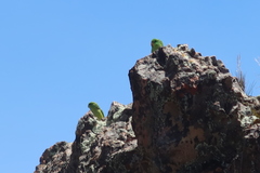 Psilopsiagon aurifrons