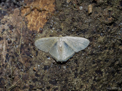 Lophophleps triangularis