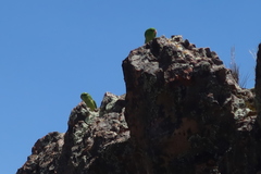 Psilopsiagon aurifrons