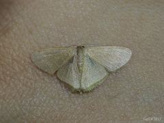 Lophophleps triangularis