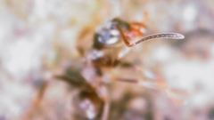 Lasius