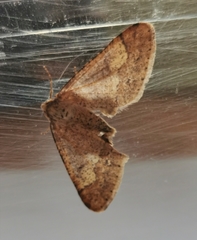 Agriopis marginaria