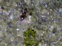 Lasius