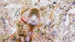 Lasius