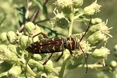Megacyllene castanea