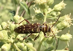 Megacyllene castanea