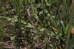 Carex garberi