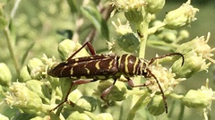 Megacyllene castanea
