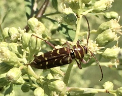 Megacyllene castanea