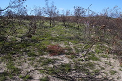 Pelargonium althaeoides