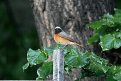 Phoenicurus phoenicurus