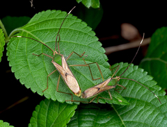 Homoeocerus angulatus