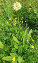 Allium victorialis