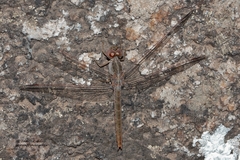 Crocothemis divisa