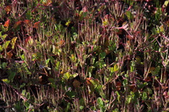 Pelargonium althaeoides