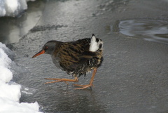 Rallus aquaticus
