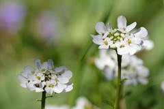 Iberis sempervirens