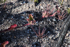 Pelargonium althaeoides