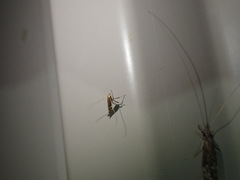 Gracillaria syringella