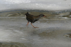 Rallus aquaticus
