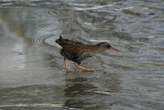 Rallus aquaticus