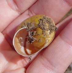 Helminthoglypta tudiculata grippii
