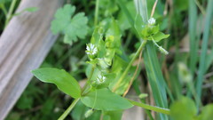 Stellaria media
