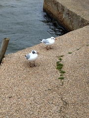 Chroicocephalus ridibundus