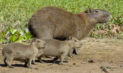 Capybara photo 4