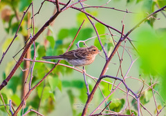 Emberiza elegans