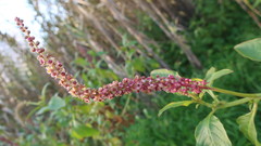 Phytolacca heterotepala