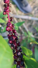 Phytolacca heterotepala