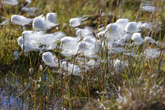 Eriophorum × medium