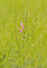 Pedicularis grandiflora